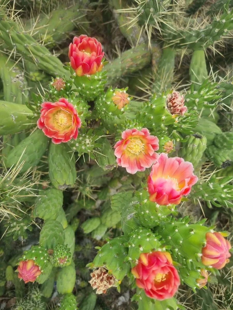 Blühende Kakteen im Garten